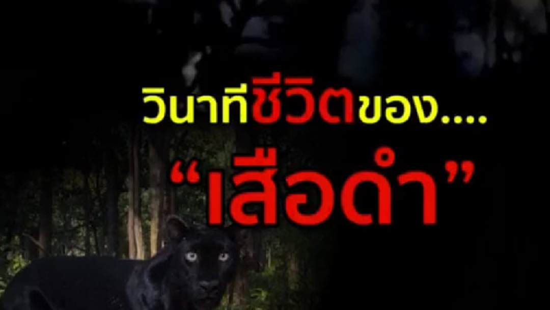 เสือดำ...ขอความ "เป็นธรรม" เสือดำ...ขอความ "เป็นธรรม"