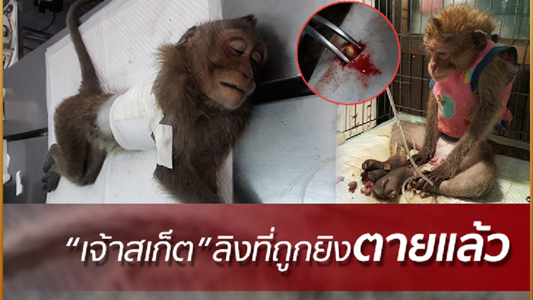สุดเศร้า! “เจ้าสเก็ต”ลิงที่ถูกคนยิงย่านบางขุนเทียนตายแล้ว สุดเศร้า! “เจ้าสเก็ต”ลิงที่ถูกคนยิงย่านบางขุนเทียนตายแล้ว