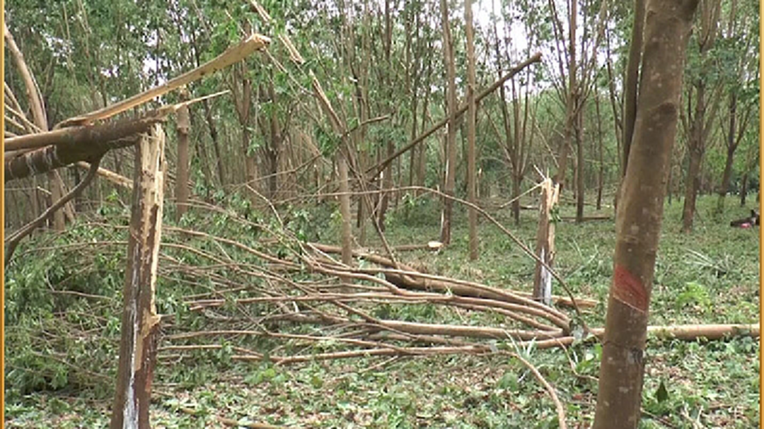 พายุฝนพ่นพิษ! หนึ่งชั่วโมงซัดยางเละ5พันต้น เสียหายหลายล้าน พายุฝนพ่นพิษ! หนึ่งชั่วโมงซัดยางเละ5พันต้น เสียหายหลายล้าน
