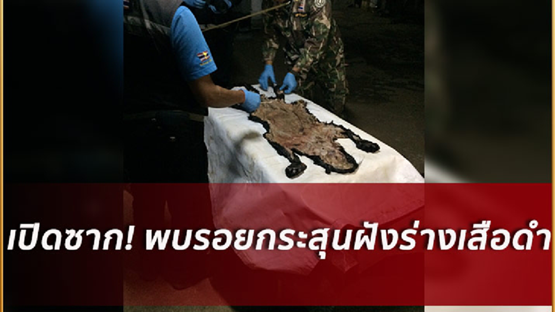 เปิดซาก! พบรอยกระสุนฝังหัวและหลังเสือดำ