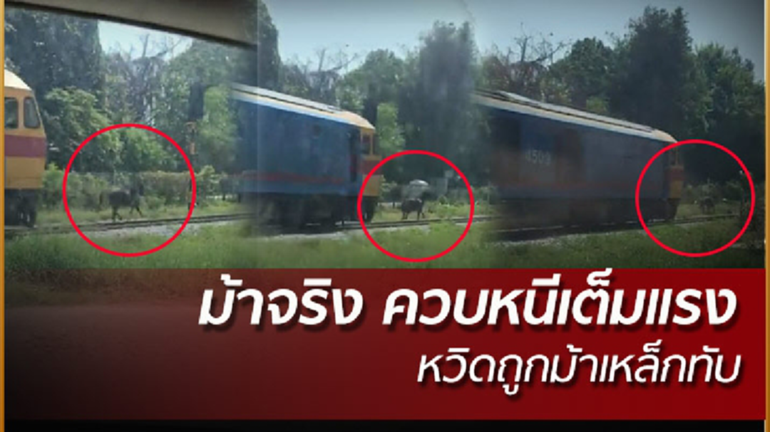 ม้าเหล็ก กับ ม้าจริง วิ่งแข่งกันใครชนะ ม้าเหล็ก กับ ม้าจริง วิ่งแข่งกันใครชนะ