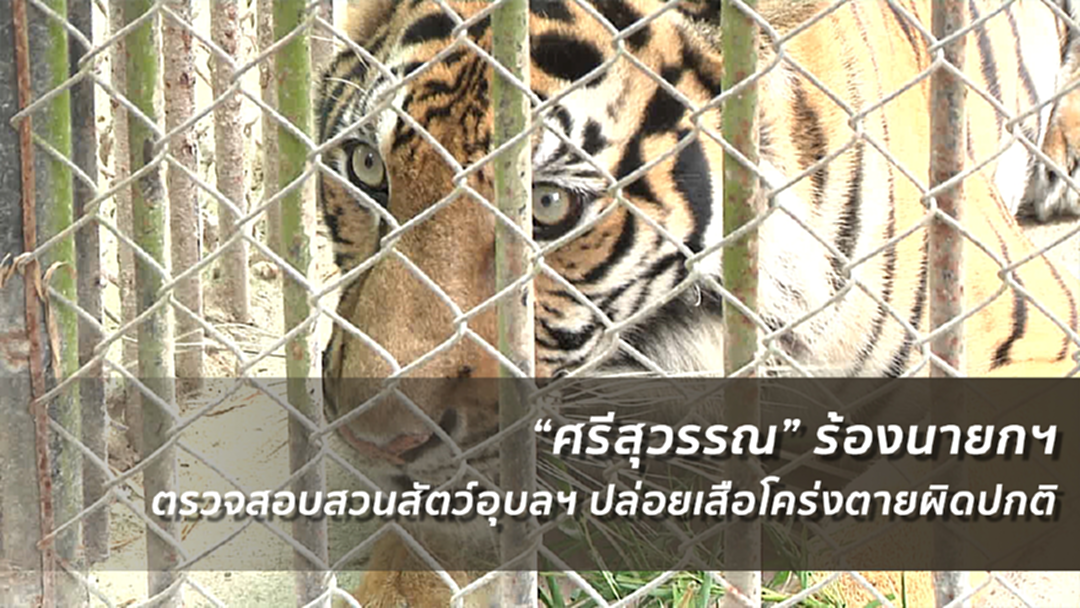 “ศรีสุวรรณ” ร้องนายกฯตรวจสอบสวนสัตว์อุบลฯปล่อยเสือโคร่งตายผิดปกติ “ศรีสุวรรณ” ร้องนายกฯตรวจสอบสวนสัตว์อุบลฯปล่อยเสือโคร่งตายผิดปกติ