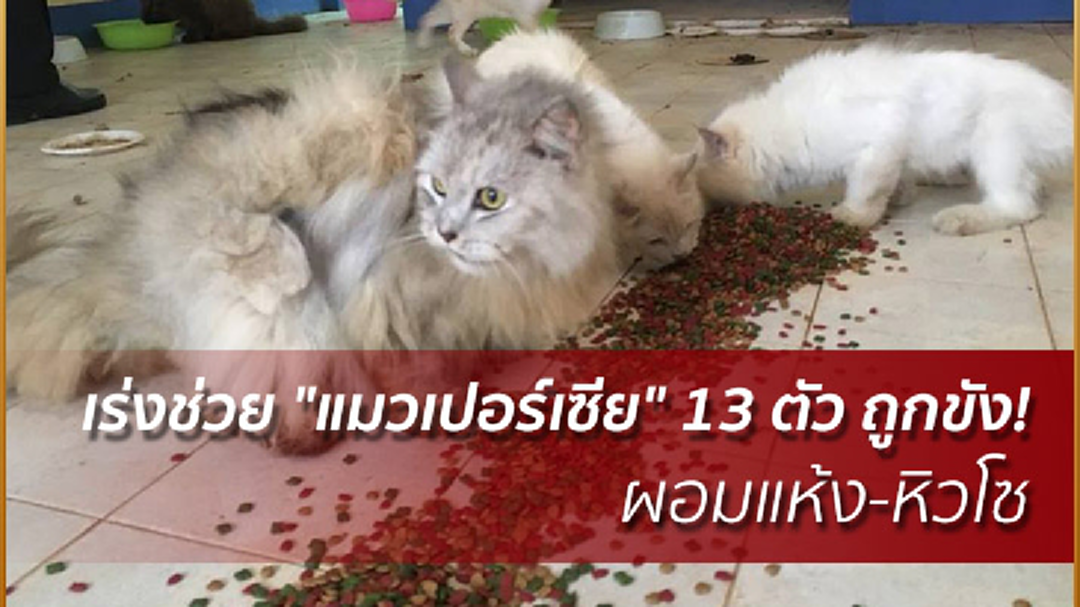 สลด! จนท.เร่งช่วย "แมวเปอร์เซีย" 13 ตัว ถูกขังในบ้าน เร่งหาตัวเจ้าของ สลด! จนท.เร่งช่วย "แมวเปอร์เซีย" 13 ตัว ถูกขังในบ้าน เร่งหาตัวเจ้าของ