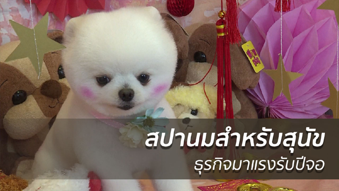 สปานมน้องหมามาแรงรับปีจอ บริการสุดหรูที่คนรักสุนัข ยอมจ่ายหนัก สปานมน้องหมามาแรงรับปีจอ บริการสุดหรูที่คนรักสุนัข ยอมจ่ายหนัก