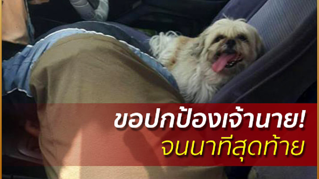 สุดหดหู่! "เจ้าตูบ" เฝ้าร่างเจ้านายไร้วิญญาณ ป้อง! ไม่ยอมให้ใครเข้าใกล้