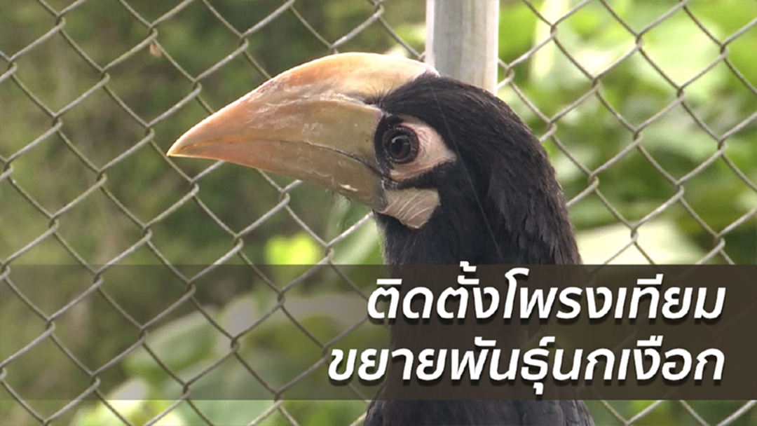 ติดตั้งโพรงเทียม ขยายพันธุ์นกเงือก ติดตั้งโพรงเทียม ขยายพันธุ์นกเงือก