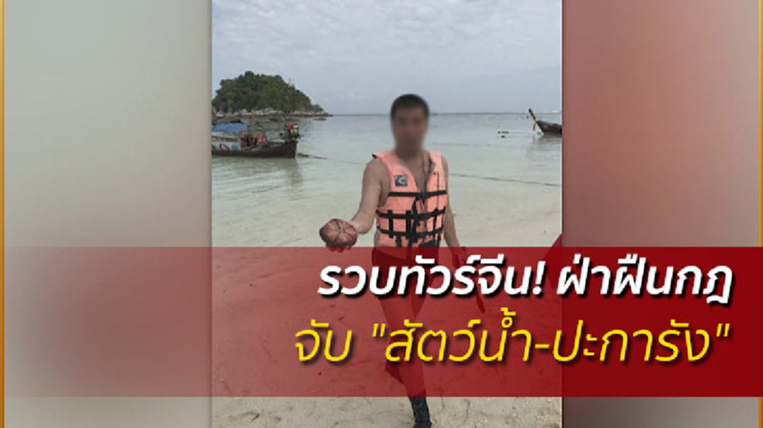 รวบทัวร์จีน! ฝ่าฝืนกฎ จับ "สัตว์น้ำ-ปะการัง" รวบทัวร์จีน! ฝ่าฝืนกฎ จับ "สัตว์น้ำ-ปะการัง"