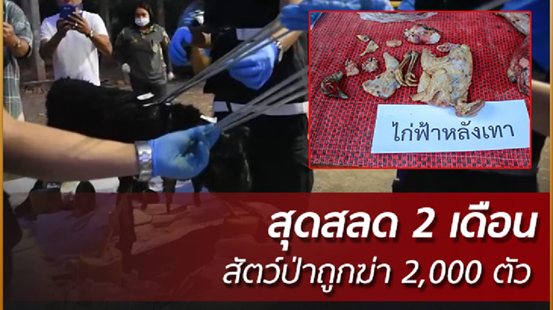เปิดสถิติ 2 เดือน สัตว์ป่าโดนล่าเกือบ 2,000 ตัว เปิดสถิติ 2 เดือน สัตว์ป่าโดนล่าเกือบ 2,000 ตัว