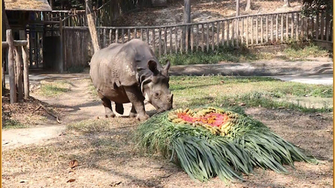 จัดขันโตกผักผลไม้ปลอบใจ"กาลิ"แรดอินเดียหนึ่งเดียวในไทยหลังโสดนาน 16 ปี