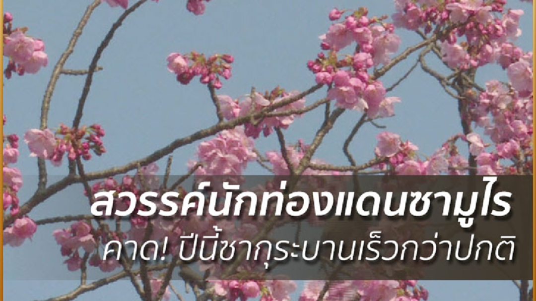 สวรรค์นักท่องแดนซามูไร คาด! ปีนี้ซากุระบานเร็วกว่าปกติ สวรรค์นักท่องแดนซามูไร คาด! ปีนี้ซากุระบานเร็วกว่าปกติ
