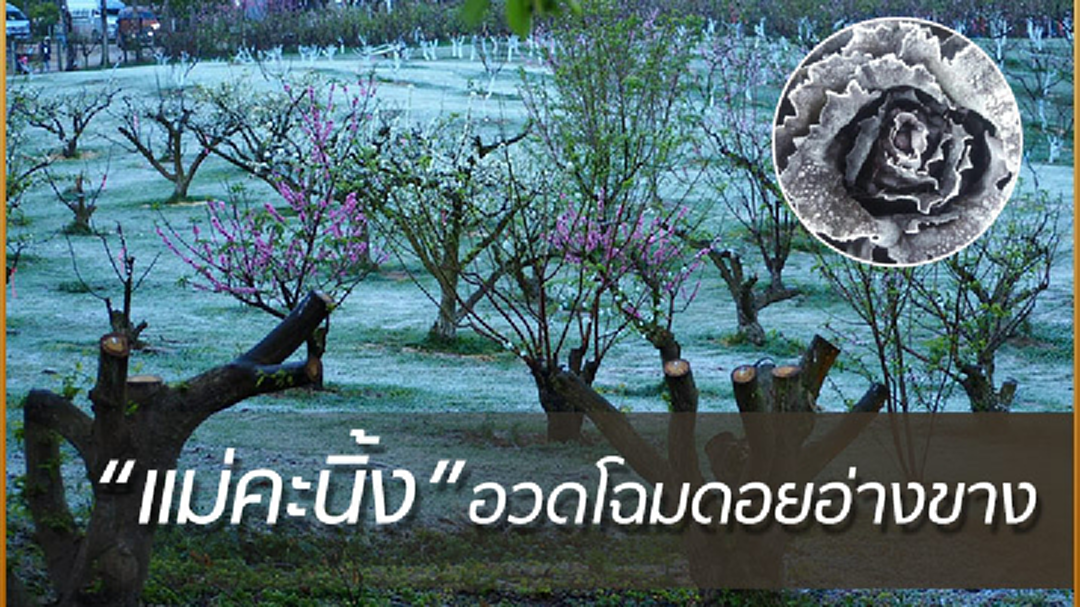 “ดอยอ่างขาง”หนาวจัด! แม่คะนิ้งขาวโพลนเต็มลาน (ภาพชุด) “ดอยอ่างขาง”หนาวจัด! แม่คะนิ้งขาวโพลนเต็มลาน (ภาพชุด)