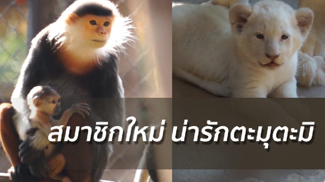 ชมความน่ารัก ลูกสิงโตขาว - ค่างห้าสี สมาชิกใหม่สวนสัตว์ขอนแก่น ชมความน่ารัก ลูกสิงโตขาว - ค่างห้าสี สมาชิกใหม่สวนสัตว์ขอนแก่น