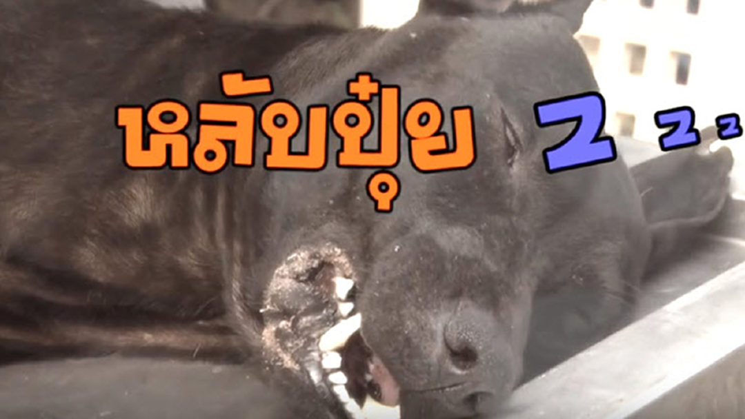 มาดูกัน! "กินเนื้อหมา" จะติดเชื้อบ้าด้วยหรือไม่?