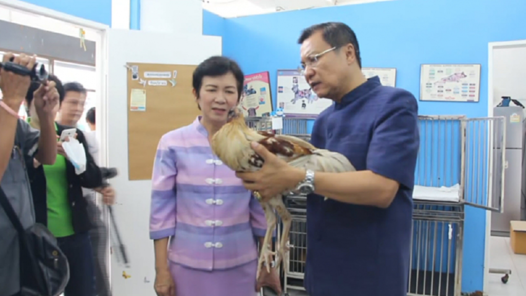 พ่อเมืองโอ่งส่งไก่ชนไม่มีหัวไปให้มหาลัยจุฬาฯดูแลแล้ว พ่อเมืองโอ่งส่งไก่ชนไม่มีหัวไปให้มหาลัยจุฬาฯดูแลแล้ว