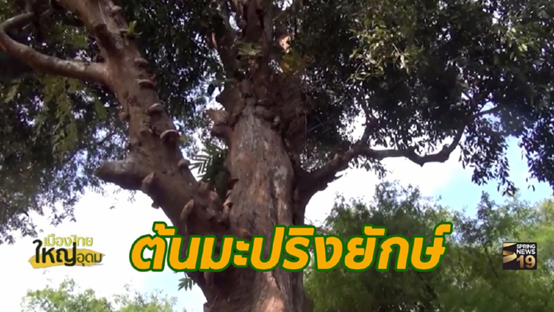 เคยเห็นกันมั้ย? ต้นมะปริงยักษ์ อายุกว่า 250 ปี (ชมคลิป)