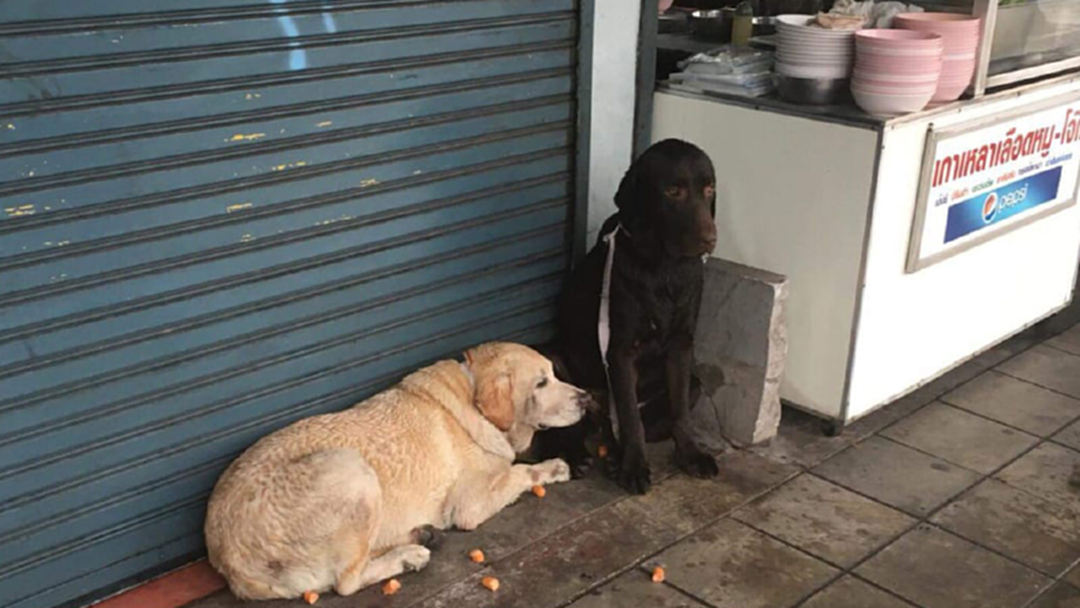 2 หมาสุดเศร้า พลัดหลงออกจากบ้านนั่งรอข้างร้านเกาเหลาเลือดหมู 2 หมาสุดเศร้า พลัดหลงออกจากบ้านนั่งรอข้างร้านเกาเหลาเลือดหมู