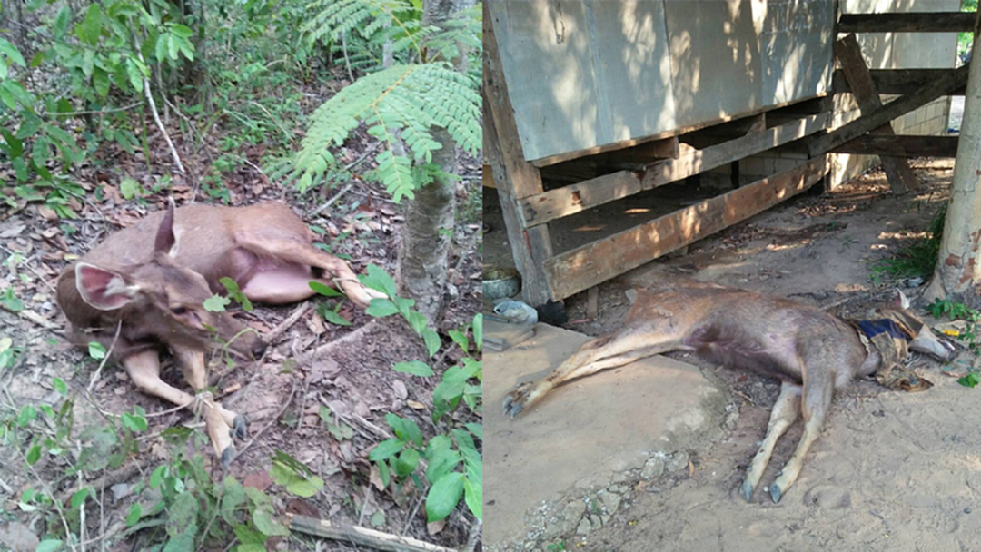 สุดยื้อ! "กวางป่า" ถูกสุนัขรุมกัดตายแล้ว หลังจนท.พบนอนซมในป่านำไปรักษา
