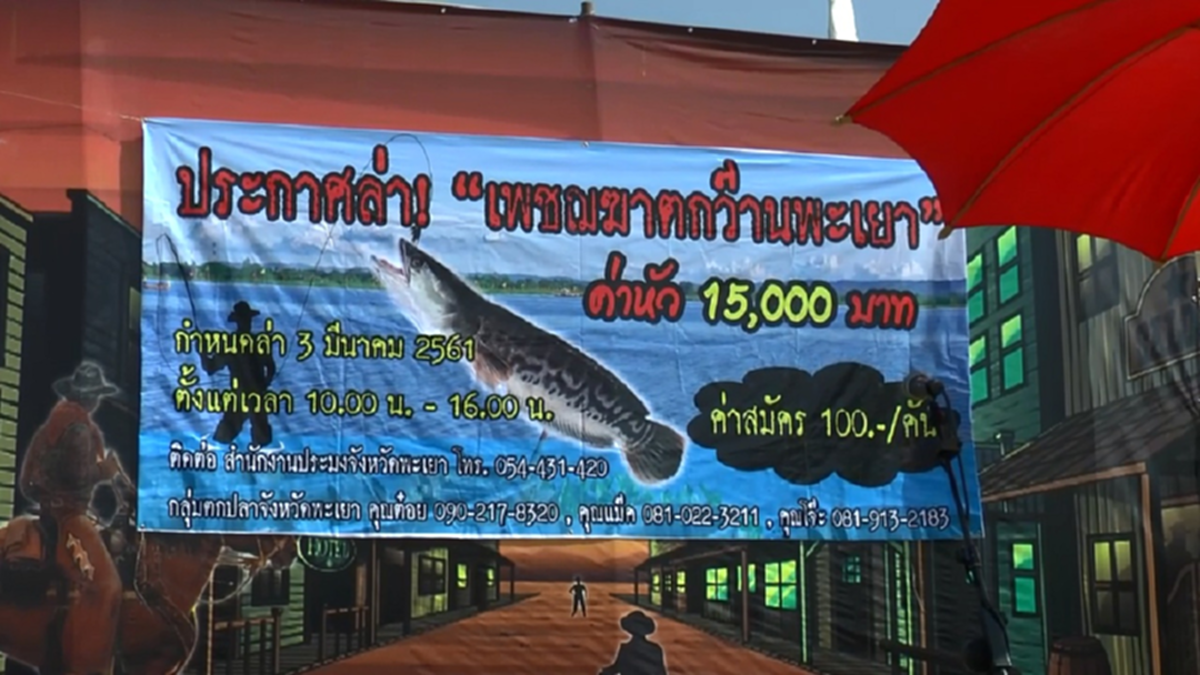 งานนี้มีหนาว! กว๊านพะเยาจัดแข่งตกปลาชะโด หลังระบาดไล่กินปลาท้องถิ่น งานนี้มีหนาว! กว๊านพะเยาจัดแข่งตกปลาชะโด หลังระบาดไล่กินปลาท้องถิ่น