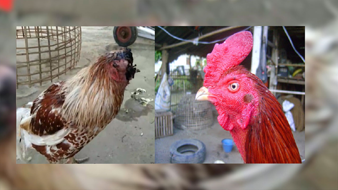 เหลือเชื่อ! ไก่ชนไร้หัว แต่ยังมีชีวิตอยู่