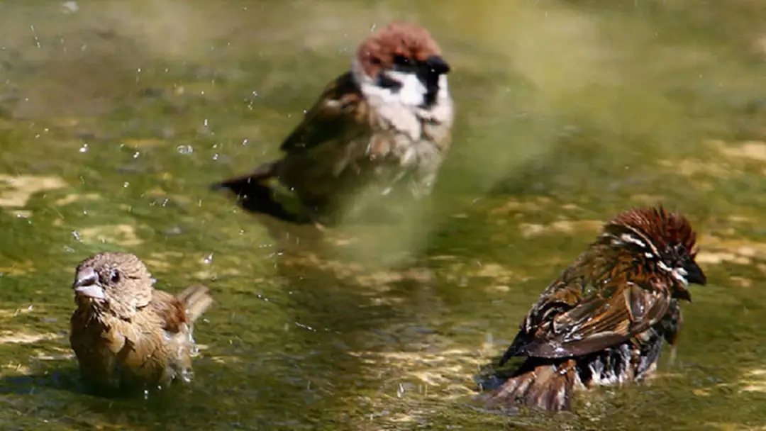 ประมวลภาพ ความน่ารักของนกกระจอกบ้านเล่นน้ำ หลังน้ำท่วมลด ประมวลภาพ ความน่ารักของนกกระจอกบ้านเล่นน้ำ หลังน้ำท่วมลด