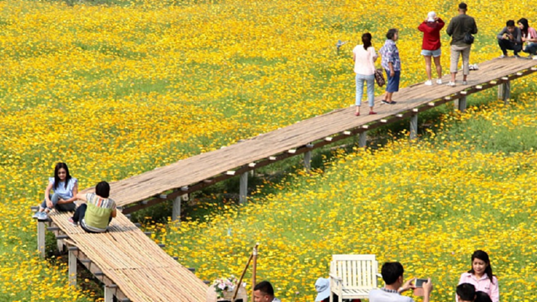ประมวลภาพ ท่องเที่ยวทุ่งดอกคอสมอส จ.ลพบุรี