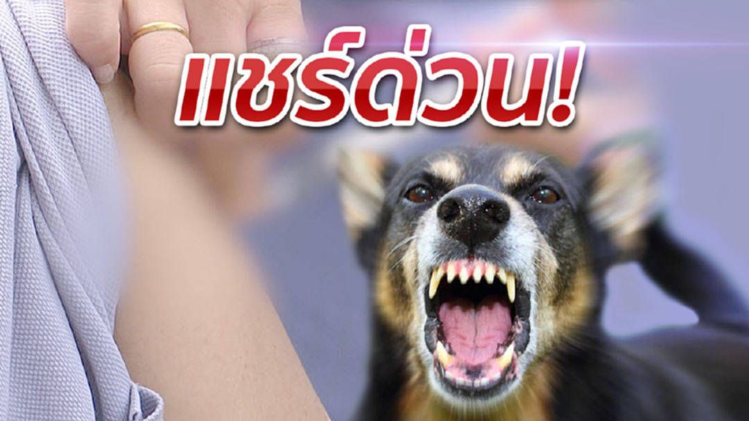 แชร์ไปบอกกัน! "หมากัดแมวข่วน" ผู้มีสิทธิบัตรทอง ฉีดวัคซีนกันโรคพิษสุนัขบ้า 5 เข็มฟรี แชร์ไปบอกกัน! "หมากัดแมวข่วน" ผู้มีสิทธิบัตรทอง ฉีดวัคซีนกันโรคพิษสุนัขบ้า 5 เข็มฟรี