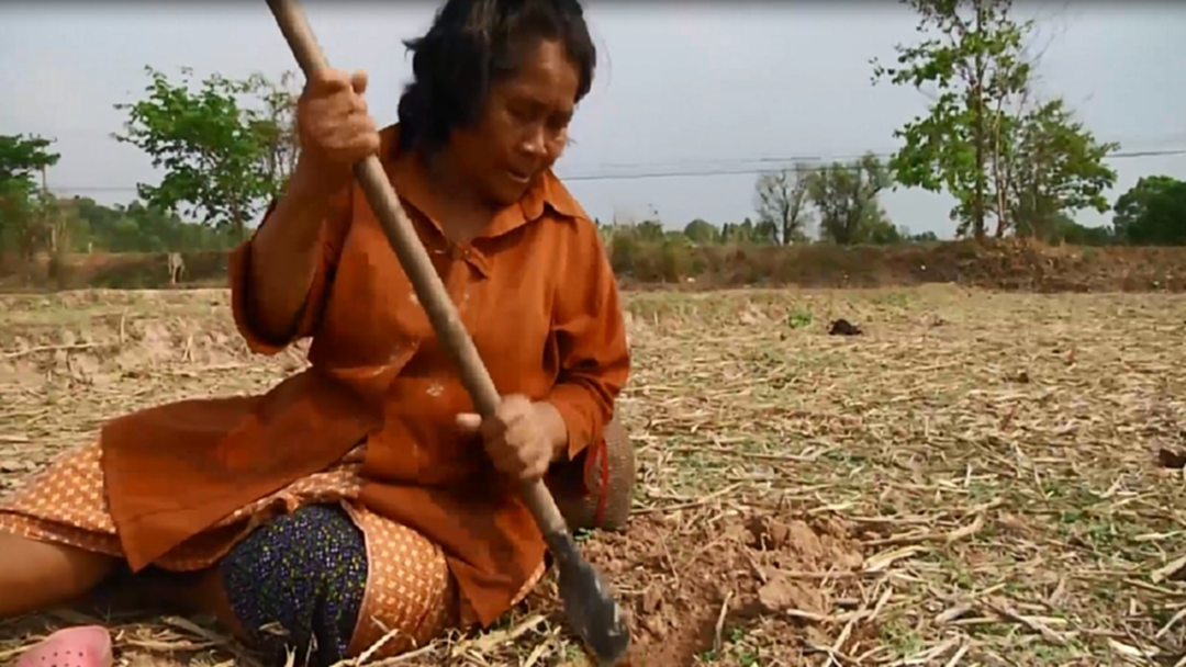 สกลนคร ร้อนเเล้ง ชาวบ้านขุดหา "จิโปม" เสริมรายได้ สกลนคร ร้อนเเล้ง ชาวบ้านขุดหา "จิโปม" เสริมรายได้