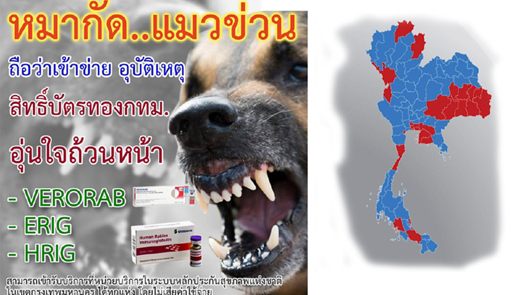คนถือบัตรทอง ไม่ต้องกลัว ถูกหมา - แมวกัด - ข่วน รับวัคซีนป้องกันพิษสุนัขบ้าได้ฟรี