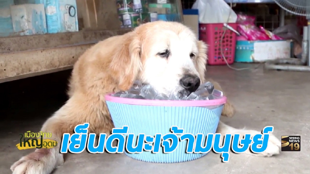 ก็มันร้อนอ่ะมนุษย์! เจ้าตูบสุดฟิน นอนแช่น้ำแข็งคลายร้อน วันละ 2 กระสอบ (ชมคลิป)