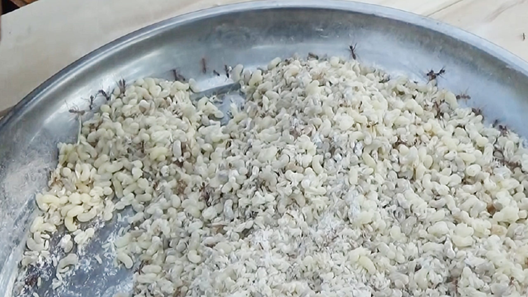 คันเเต่เเซบ! ชาวพะเยาออกสอย "ไข่มดแดง" ปรุงเมนูเด็ด