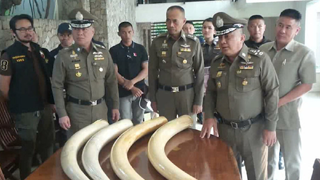 "ศรีวราห์"ยันงาช้างเป็นชื่อเมียเอาผิด‘เปรมชัย’ไม่ได้
