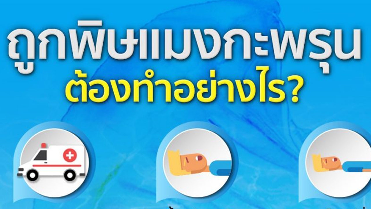 เรื่องต้องแชร์ : โดนพิษแมงกะพรุน ทำผิดวิธียิ่งกระจายเพิ่ม เรื่องต้องแชร์ : โดนพิษแมงกะพรุน ทำผิดวิธียิ่งกระจายเพิ่ม