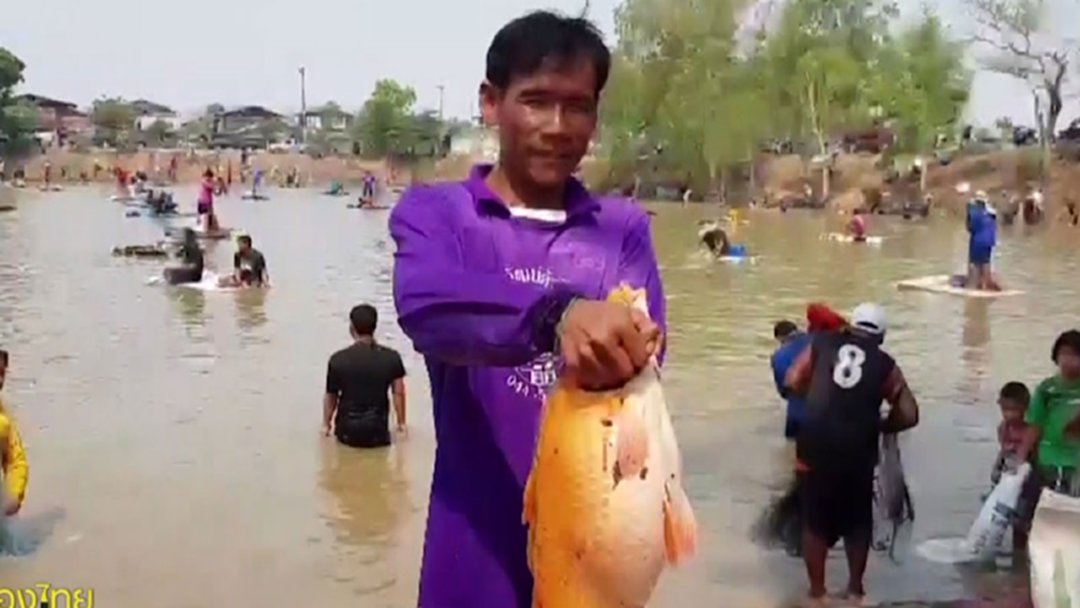 เทศกาลหว่านแห เมืองสุรินทร์