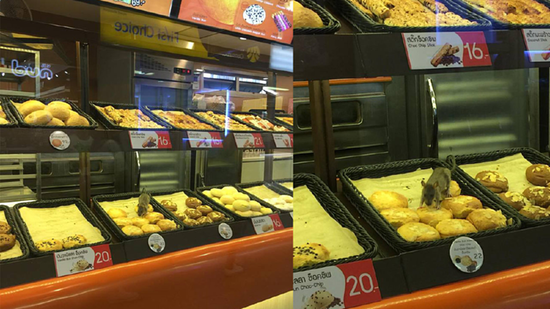 ผงะ! หนู 2 ตัววิ่งว่อนแทะขนมในตู้โชว์ ร้านเบเกอรี่ดัง บีทีเอสศาลาแดง [คลิป]