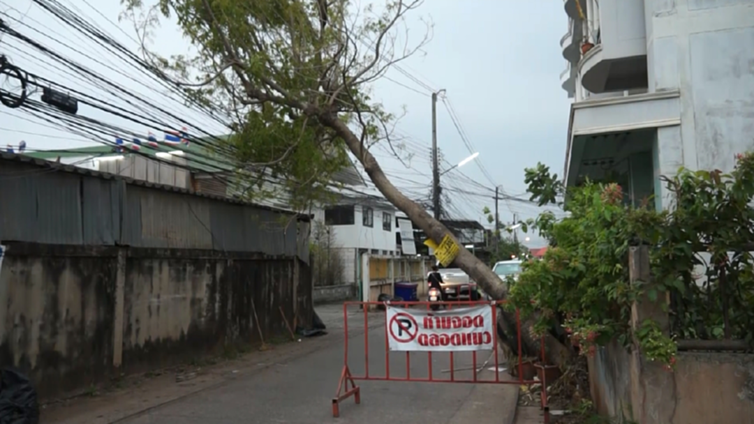 อุดรฯ ลมกระโชกพัดต้นมะกอกล้มพาดสายไฟ อุดรฯ ลมกระโชกพัดต้นมะกอกล้มพาดสายไฟ