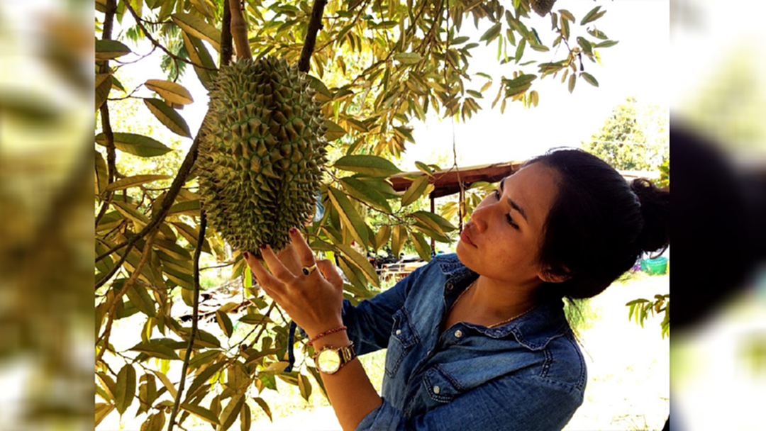 ชาวสวนทุเรียนไม่ง้อ “แจ็กหม่า” ยันคนไทยได้กินทุเรียนเกรดเอ ชาวสวนทุเรียนไม่ง้อ “แจ็กหม่า” ยันคนไทยได้กินทุเรียนเกรดเอ