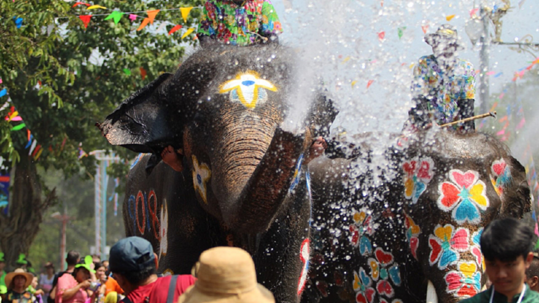 สงกรานต์อยุธยาคึกคัก ! คนไทยแห่ตามรอยออเจ้าเล่นน้ำกับช้าง สงกรานต์อยุธยาคึกคัก ! คนไทยแห่ตามรอยออเจ้าเล่นน้ำกับช้าง