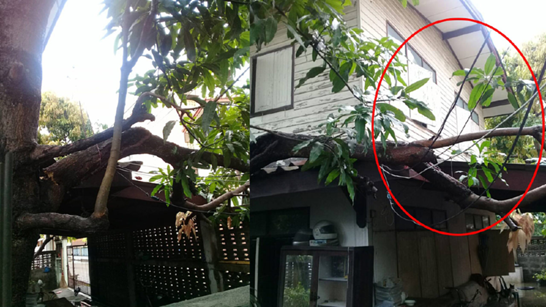 ฝนกระหน่ำเมืองกรุง ลมพัด เสาไฟล้มทับบ้านประชาชน ฝนกระหน่ำเมืองกรุง ลมพัด เสาไฟล้มทับบ้านประชาชน