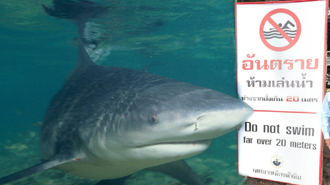 ปิดหาดทรายน้อย! ห้ามลงเล่นน้ำ 20 วัน หลังฉลามงับขาคน ปิดหาดทรายน้อย! ห้ามลงเล่นน้ำ 20 วัน หลังฉลามงับขาคน