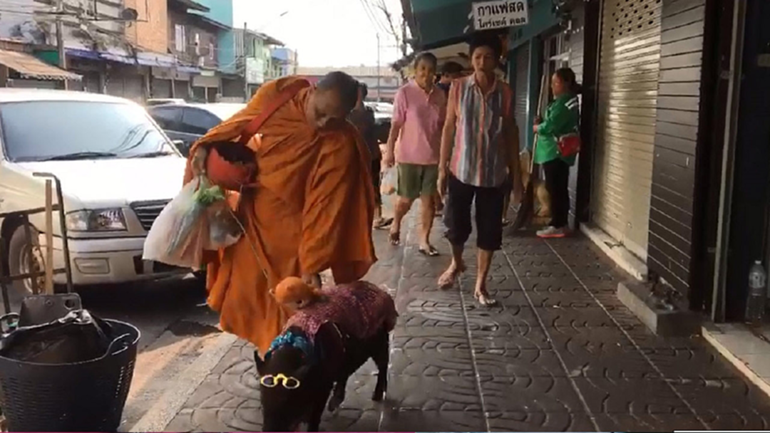 เปิดตัว หมูป่าแสนรู้ ทายาท”มารวย”