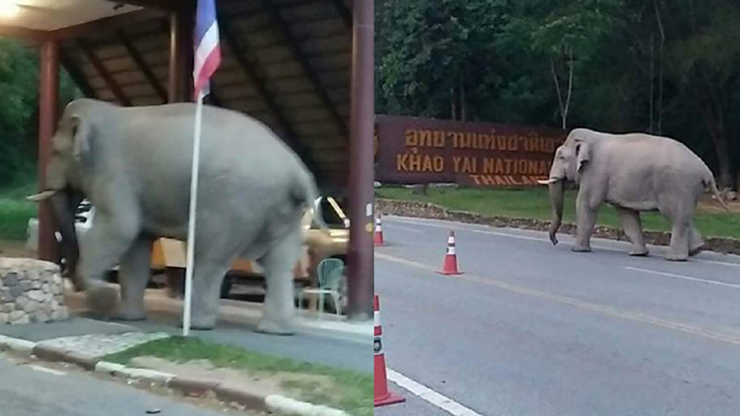 เช้าแล้วกลับบ้านได้! "เจ้าด้วน" หนีเที่ยว เมื่อฟ้าสีทองผ่องอำไพ จึงกลับมาเป็นใหญ่ใน "ดงพญาเย็น"