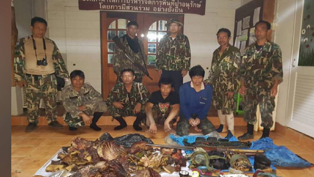 ซิวพรานป่าเปิป! "หมูป่า-ลิงลมรมควัน" กลางป่าเพชรบูรณ์ ซิวพรานป่าเปิป! "หมูป่า-ลิงลมรมควัน" กลางป่าเพชรบูรณ์