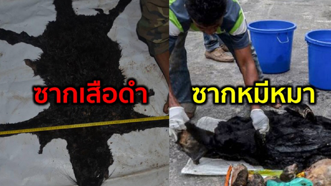 คดีเสือดำของไทย VS คดีเมนูเรินดังหมีหมาอินโดฯ คดีเสือดำของไทย VS คดีเมนูเรินดังหมีหมาอินโดฯ
