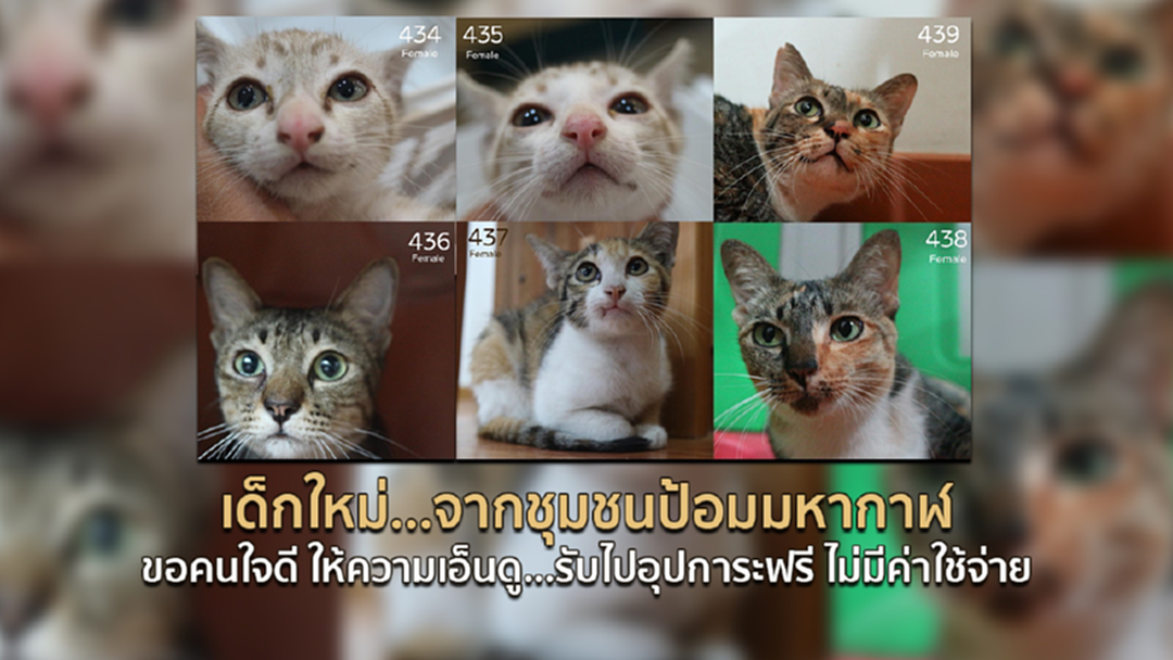 ขอคนใจบุญ!! ช่วย “เหมียว” ด้วยจ้า ขอคนใจบุญ!! ช่วย “เหมียว” ด้วยจ้า