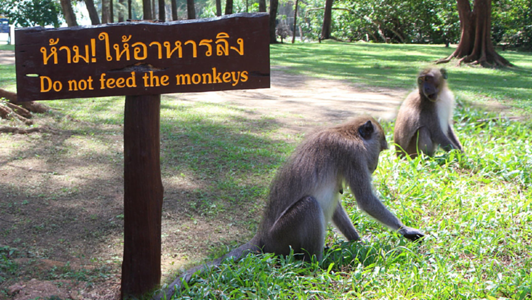 อุทยานฯ ตรัง แจงสถานการณ์ลิงไม่รุนแรง เตือนนักท่องเที่ยวงดให้อาหาร อุทยานฯ ตรัง แจงสถานการณ์ลิงไม่รุนแรง เตือนนักท่องเที่ยวงดให้อาหาร