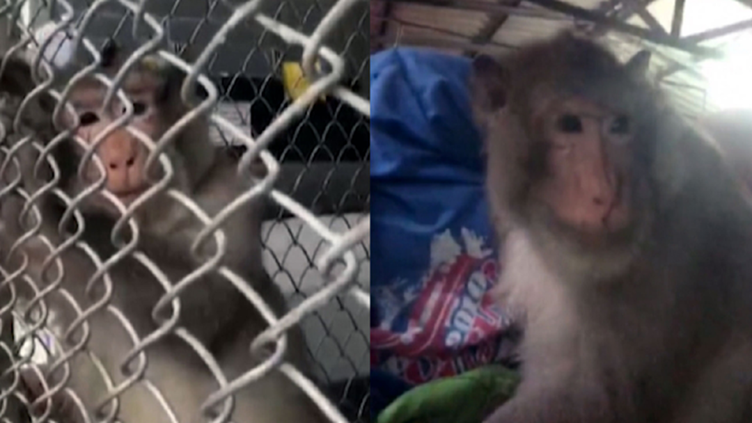 เจ้าหน้าที่ชี้แจงกรณีจับหญิงเลี้ยงลิง เพราะเป็นสัตว์ป่าคุ้มครอง