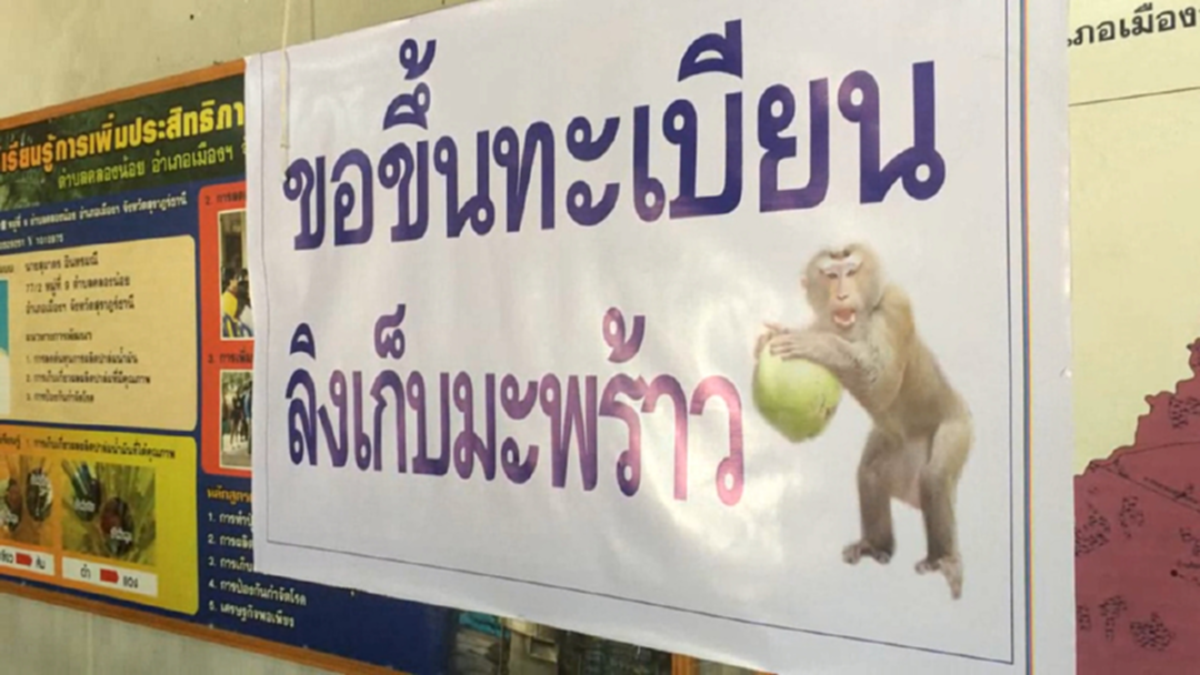 ช่วยหน่อยจ้า!! ชาวสุราษฎร์ฯร้องขึ้นทะเบียนลิงกัง ไม่อยากผิดกม.