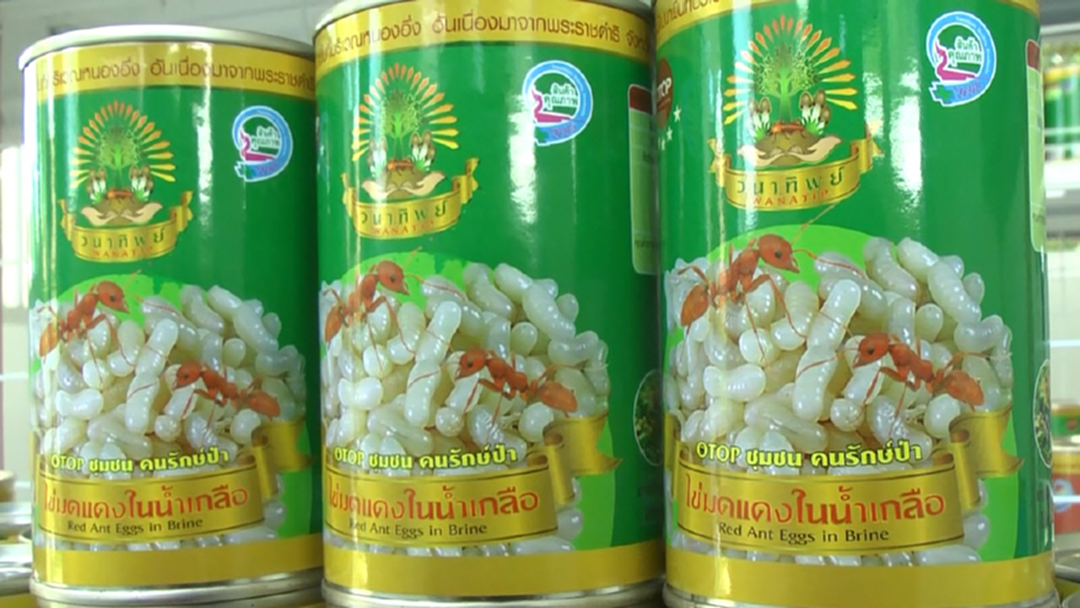 ต้องแบบนี้สิ! "ชาวยโสธร" ทำไข่มดแดงกระป๋องขายผลิตแทบไม่ทัน ต้องแบบนี้สิ! "ชาวยโสธร" ทำไข่มดแดงกระป๋องขายผลิตแทบไม่ทัน