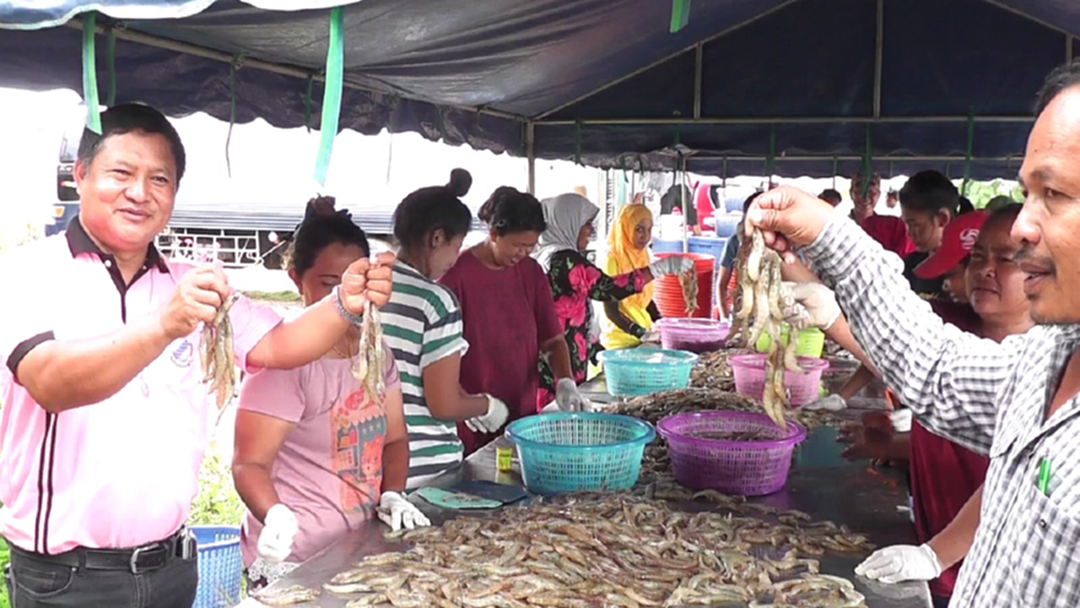 เข้าขั้นวิกฤต!! เกษตรกรแห่จับกุ้งขายหลังราคาตกฮวบ เข้าขั้นวิกฤต!! เกษตรกรแห่จับกุ้งขายหลังราคาตกฮวบ
