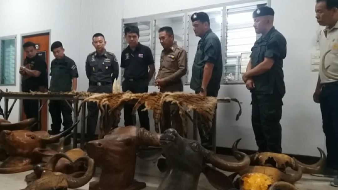 ลุยค้นบ้านนักธุรกิจ ยึดซากสัตว์ป่าสงวน ลุยค้นบ้านนักธุรกิจ ยึดซากสัตว์ป่าสงวน